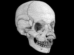 Skull labelled anatomy text ldetailed 3D Model