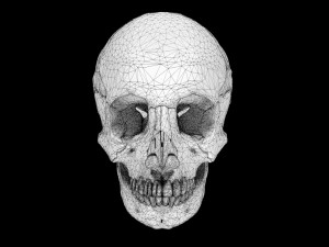 Skull labelled anatomy text ldetailed 3D Модель