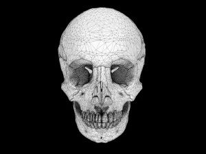 Skull labelled anatomy text ldetailed 3D Model