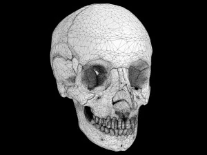 Skull labelled anatomy text ldetailed 3D Model