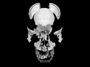 Skull labelled anatomy text ldetailed 3D Модель