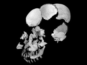 Skull labelled anatomy text ldetailed 3D Модель