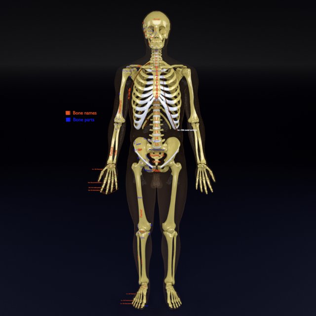 Skeleton human detail label parts Modelo 3D .c4d .max .obj .3ds .fbx .stl .blend 
