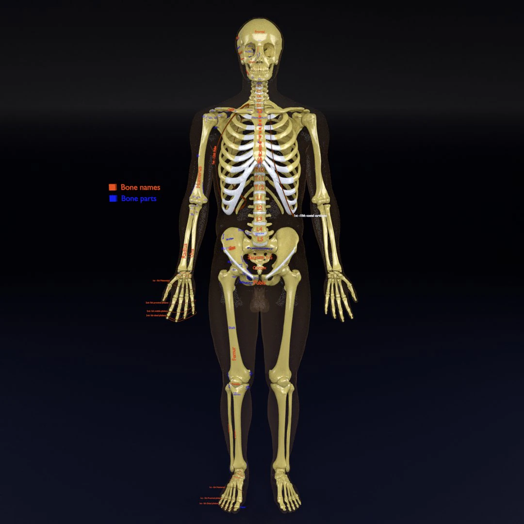 Skeleton human detail label parts 3D Model .c4d .max .obj .3ds .fbx .stl .blend 