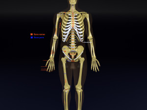 Skeleton human detail label parts Model 3D