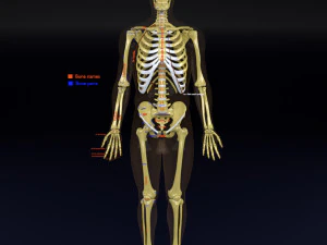 İskelet insan detay etiketi par&ccedil;aları 3D Model