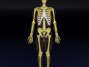 Skeleton human detail label parts Modelo 3D
