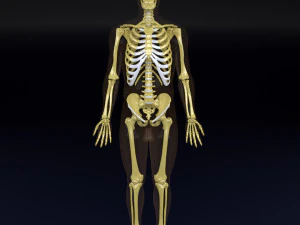 Skeleton human detail label parts 3D Model