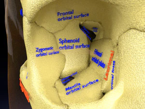 Skeleton human detail label parts 3D Model