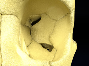 Skeleton human detail label parts Modelo 3D