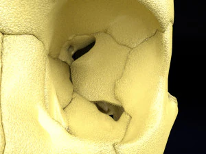Skeleton human detail label parts 3D Model