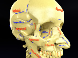 Skeleton human detail label parts Modelo 3D