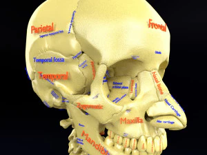 Skeleton human detail label parts 3D Model