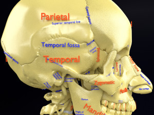 Skeleton human detail label parts Modelo 3D