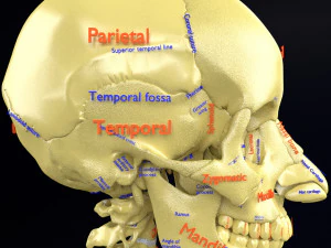 Skeleton human detail label parts 3D Model