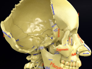 Skeleton human detail label parts Modelo 3D