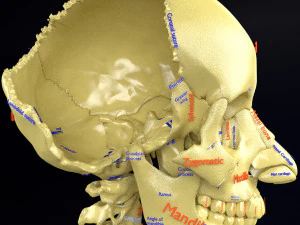 Skeleton human detail label parts 3D Model
