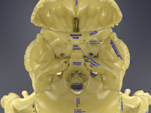 Skeleton human detail label parts Modelo 3D