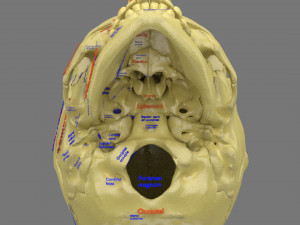 Skeleton human detail label parts Modelo 3D