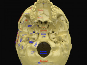 Skeleton human detail label parts Modelo 3D
