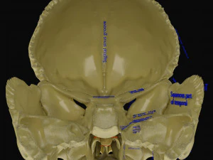 Skeleton human detail label parts 3D Model