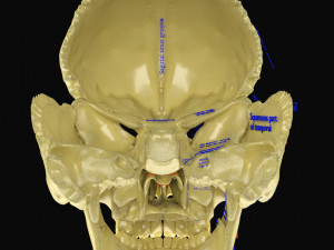 Skeleton human detail label parts Modelo 3D