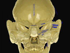 Skeleton human detail label parts 3D Model