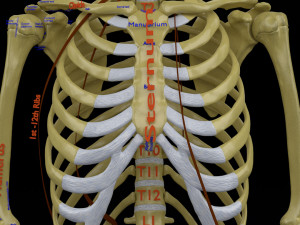 Skeleton human detail label parts Modelo 3D