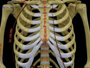 Skeleton human detail label parts 3D Model