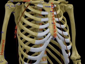 Skeleton human detail label parts Modelo 3D