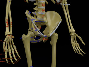 Skeleton human detail label parts Modelo 3D