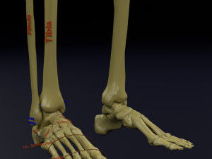 Skeleton human detail label parts Modelo 3D