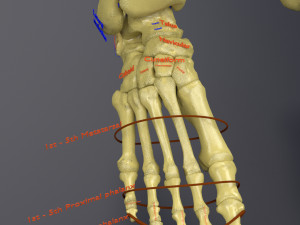 Skeleton human detail label parts Modelo 3D