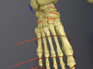 Skeleton human detail label parts 3D Model