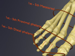 Skeleton human detail label parts Modelo 3D