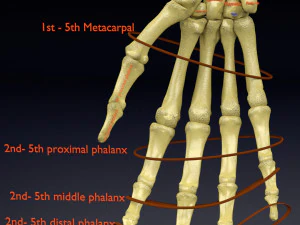 Skeleton human detail label parts 3D Model