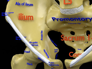 Skeleton human detail label parts Modelo 3D