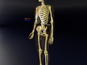 Skeleton human detail label parts Modelo 3D