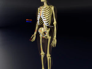 Skeleton human detail label parts 3D Model