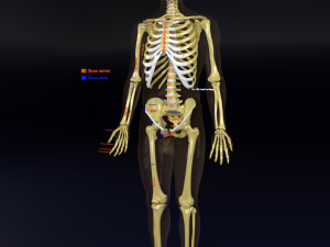 Skeleton human detail label parts Modelo 3D