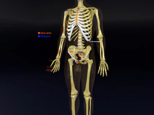 Skeleton human detail label parts 3D Model
