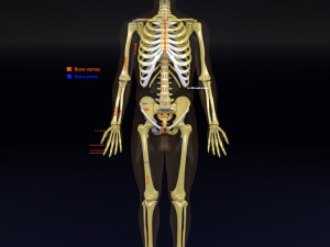 Skeleton human detail label parts Modelo 3D