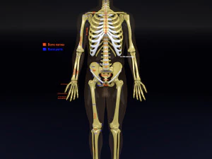 Skeleton human detail label parts 3D Model