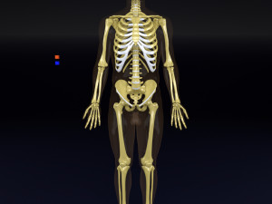 Skeleton human detail label parts Modelo 3D