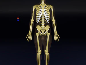 Skeleton human detail label parts 3D Model