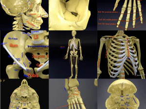 Skeleton human detail label parts 3D Model