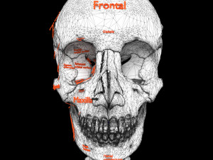 Skeleton human detail label parts Modelo 3D