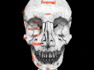 Skeleton human detail label parts 3D Model
