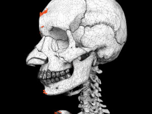 Skeleton human detail label parts Modelo 3D