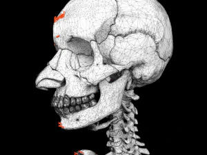 Skeleton human detail label parts 3D Model